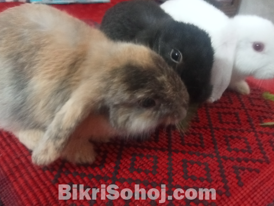 Holland Lop Rabbits